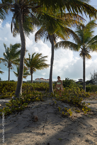 palm trees on the beach
