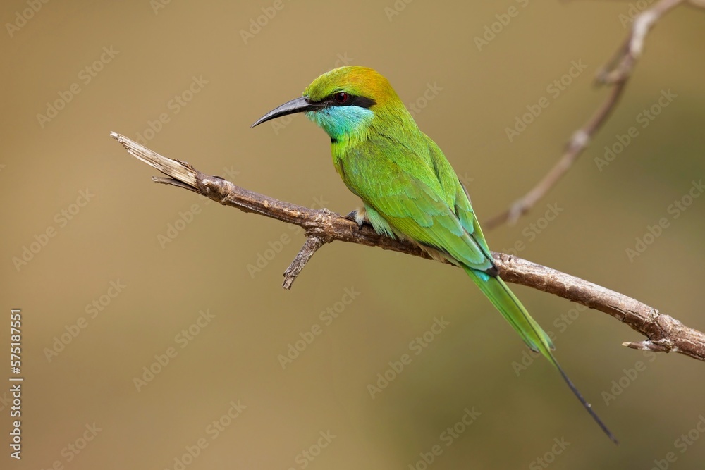 Vlha proměnlivá, Merops orientalis, Green bee-eater, sitting on the branch at Wilpattu park Sri Lanka, best light, detail portrait,