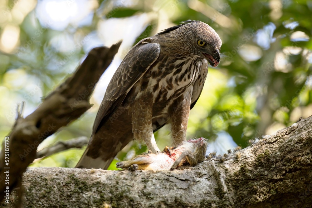 The changeable hawkeagle eating small deer, (Nisaetus cirrhatus) or