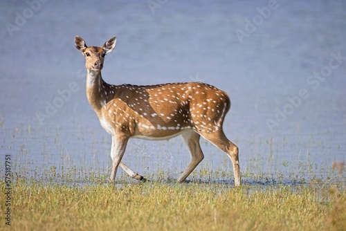 Axis  Axis indick    Spotted deer or Chital or axis axis at forest Sri Lanka 