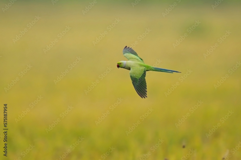 flying-the-rose-ringed-parakeet-psittacula-krameri-also-known-as-the