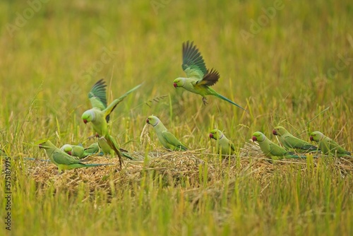 Flying the rose-ringed parakeet (Psittacula krameri), also known as the ring-necked parakeet, is a medium-sized parrot. Beautiful colourful parrot, cute parakeets , Alexandr Malý