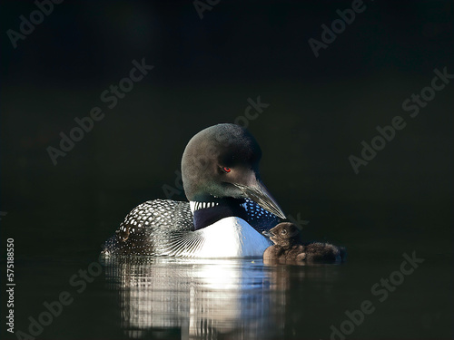 Loon With Chick