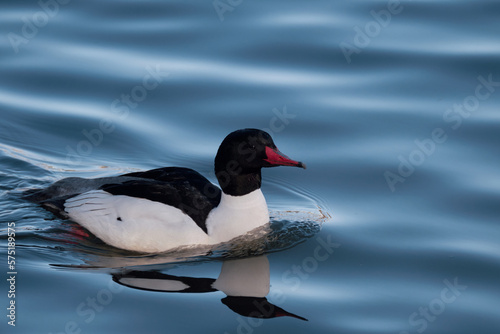 Common Merganser on calm blue lake water