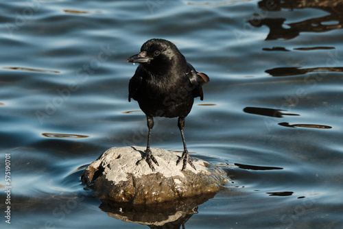 American Crow on a rock in the calm lake water