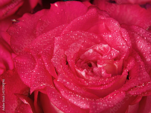 Red Rose Flower Macro background