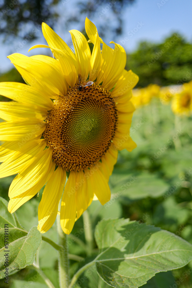 Fototapeta premium Beautiful sunflower on a sunny 