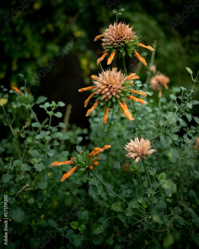 Lions Tail Flowers