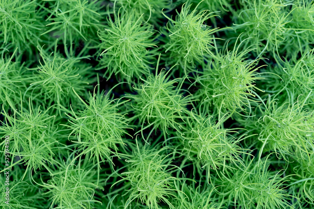 Sprouts of green Foxtail fern Asparagus plant top view, texture, macro shot. 