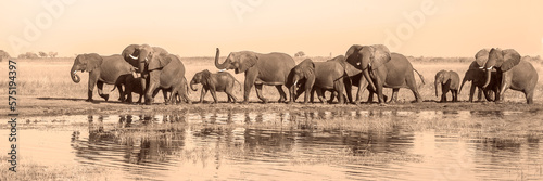 Photography Elephant Migrants