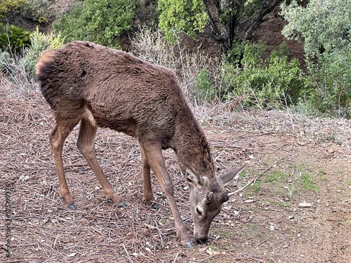 Ojen Protected Wild fare area , Malaga - Spain  photo