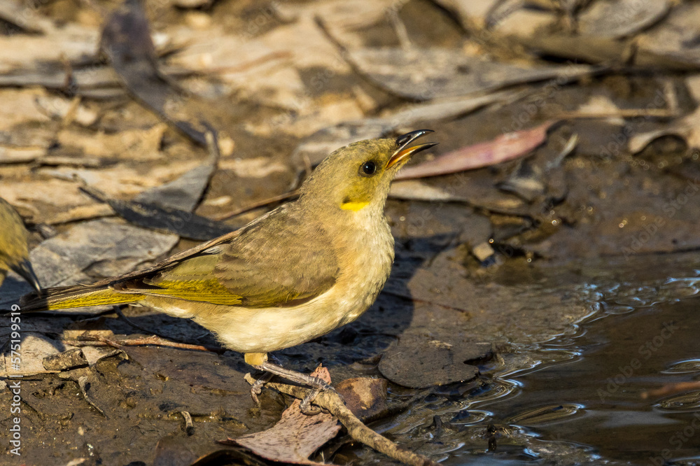 Fuscous Honeyeater in Victoria Australia Fuscous Honeyeater in Victoria Australia
