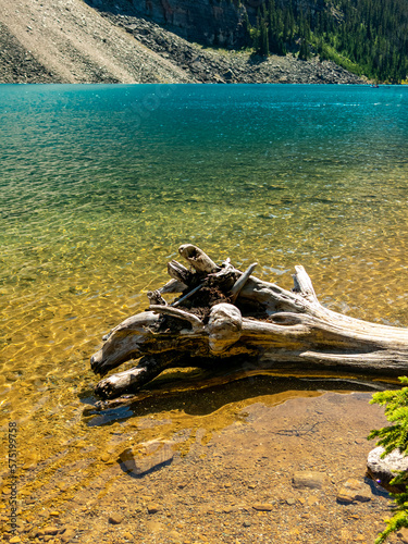 old, sun-bleached branch of the tree in shalow waters of Lake louise