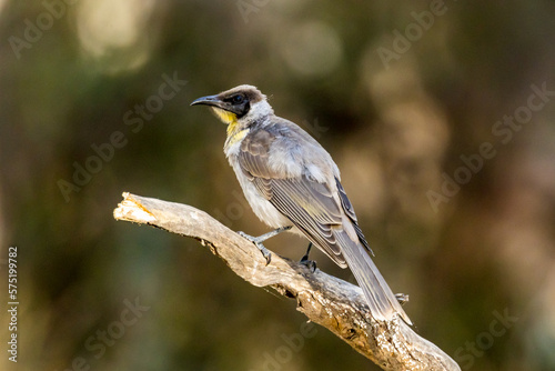 Little Friarbird in Victoria Australia © Imogen