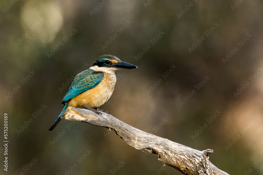 Sacred Kingfisher in Victoria Australia Sacred Kingfisher in Victoria Australia
