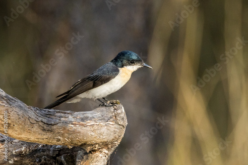 Restless Flycatcher in Victoria Australia photo