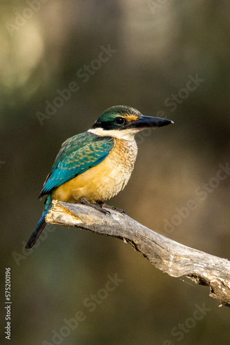 Sacred Kingfisher in Victoria Australia © Imogen