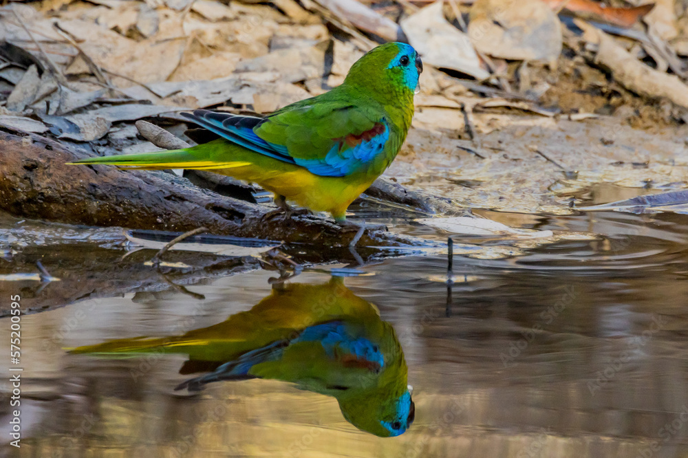 Turquoise Parrot in Victoria Australia