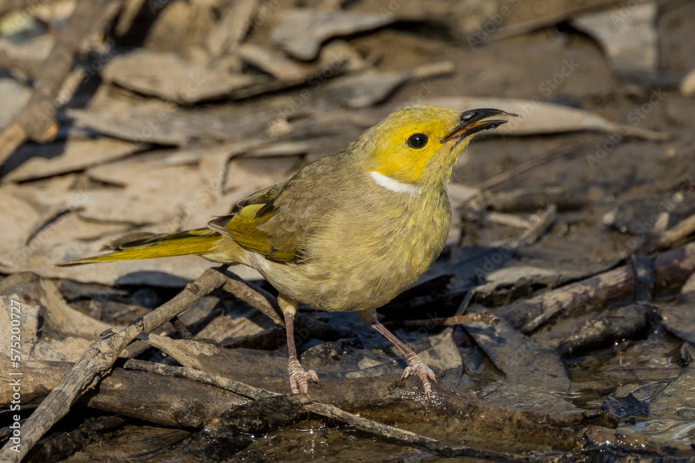 White-plumed Honeyeater in Victoria Australia White-plumed Honeyeater in Victoria Australia
