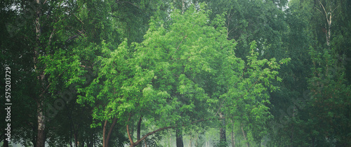 Atmospheric foggy landscape with beautiful lush green foliage. Mist among trees in woodland in early morning. Haze in woods. Fog on edge of forest. Wonderful misty scenery. Natural green background.