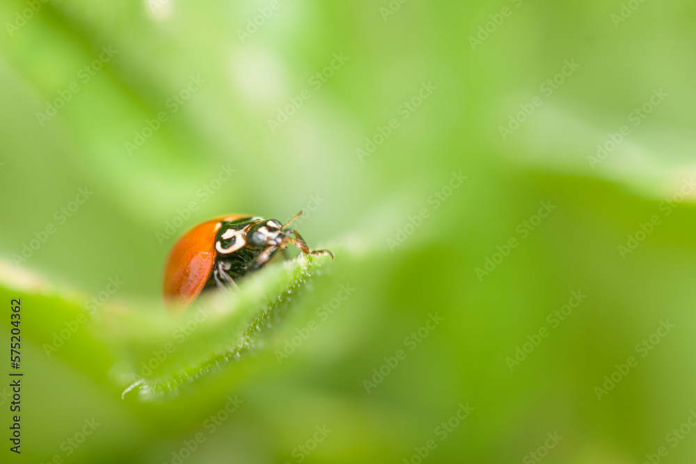 ladybug , ladybird , on a green leaf in th garden ladybug , ladybird , on a green leaf in th garden
