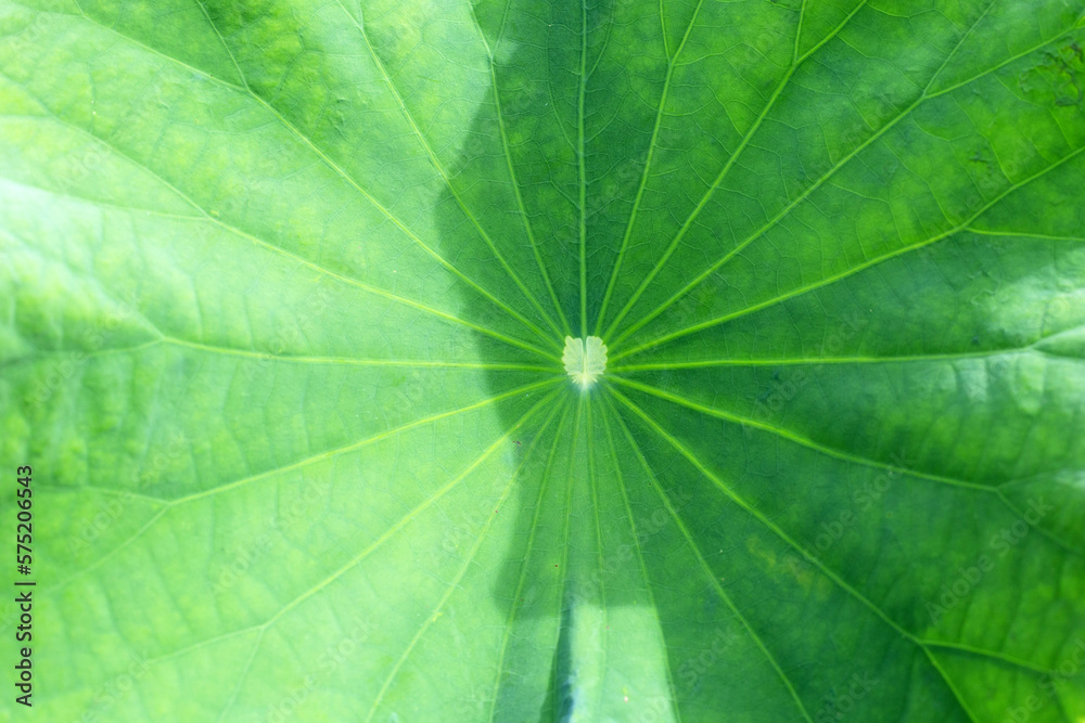 Green leaf of lotus flower Green leaf of lotus flower