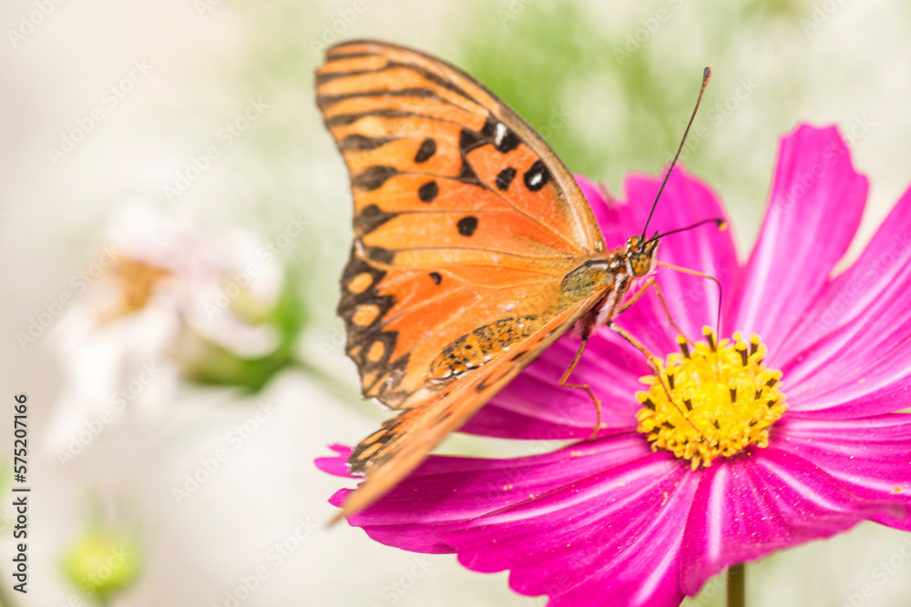 Vanesa carye butterfly perchd on a violet cosmos flower Vanesa carye butterfly perchd on a violet cosmos flower