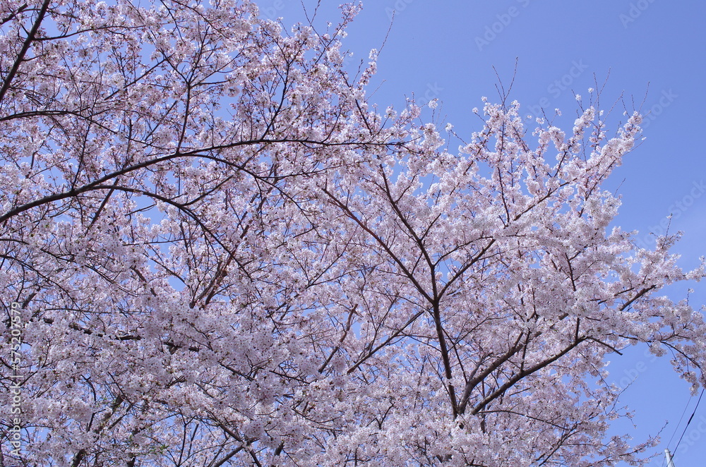 Cherry blossoms (Someiyoshino) : in full bloom