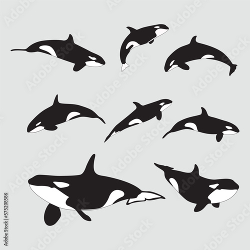 Foto killer whale hand drawn collection