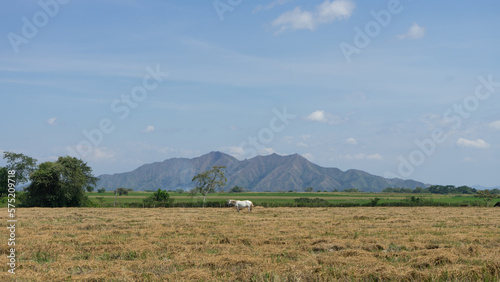 Caballo en sabana con valle y montañas de fondo