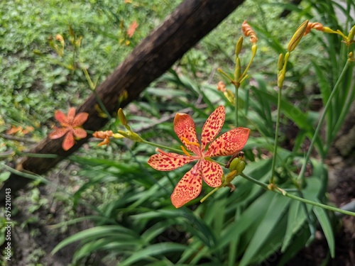 Flowers of Leopard Lily
