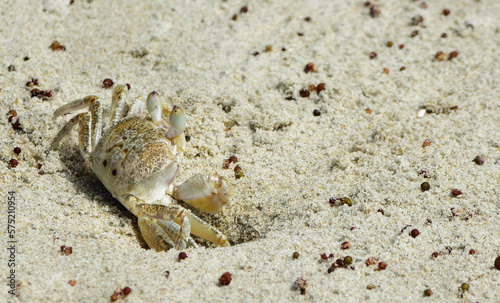 A Ghost Crab on the sand