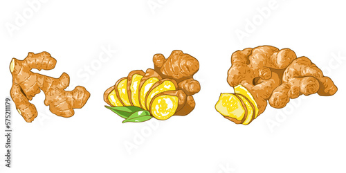 Ginger vector set collection graphic clipart design