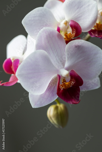 Full frame macro abstract cutout view of red and white moth orchid  phalaenopsis  flowers in an indoor bouquet arrangement  with neutral dark background