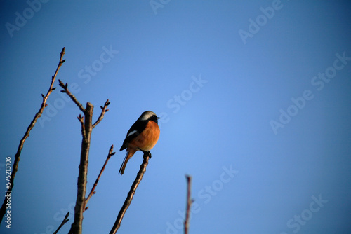 a woodpecker on a branch