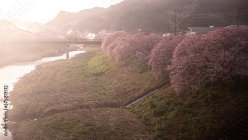 静岡県 みなみの桜と菜の花まつり photo