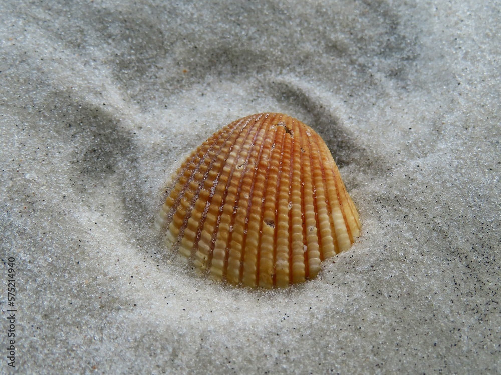 Beautiful orange seashell on sand background in Atlantic coast of North Florida, closeup Beautiful orange seashell on sand background in Atlantic coast of North Florida, closeup