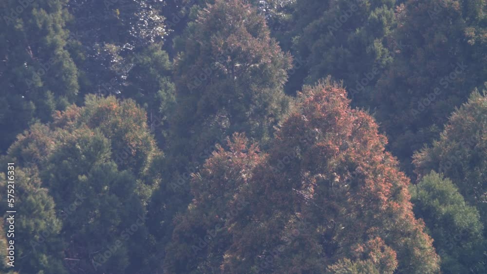 Pollen billowing off of cypress pines, Hey fever allergy season Japan. Pollen billowing off of cypress pines, Hey fever allergy season Japan.