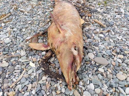 dead dolphin