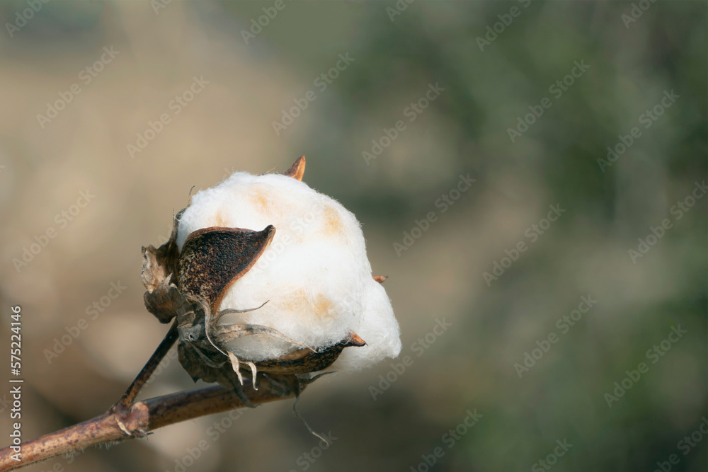 Obraz premium ワタの実から出てきた綿毛【コットンボール】アオイ科ワタ属