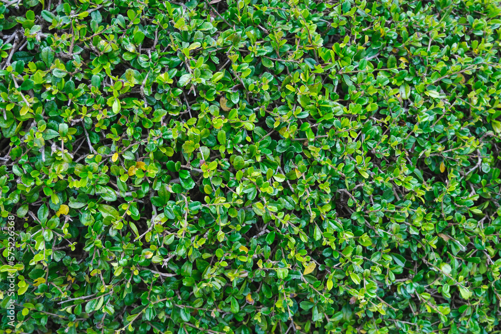 Closeup image of Siamese rough bush, Fukien tea Closeup image of Siamese rough bush, Fukien tea