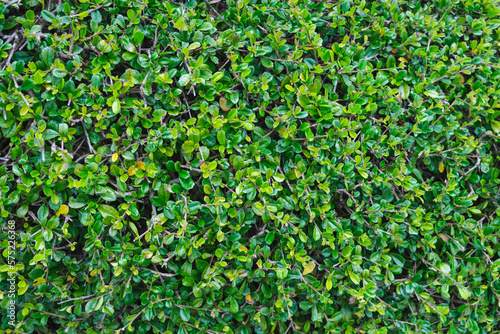 Closeup image of Siamese rough bush, Fukien tea © Farknot Architect