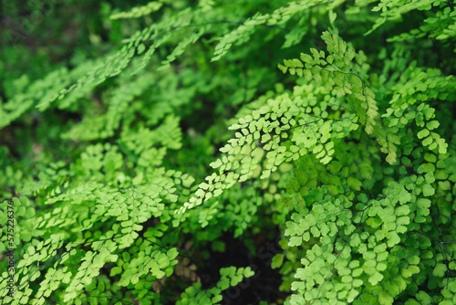 Closeup image of Brittle maidenhair fern or Adiantum tenerum in the garden