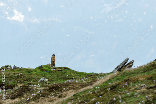 Marmot on the Marmot Trail at Steinermandl near Linz in East Tyrol, Austria photo