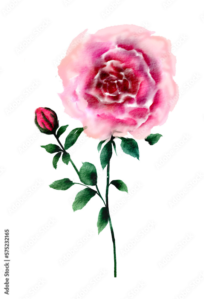 Vintage pink rose flower with green leaves painting watercolor
