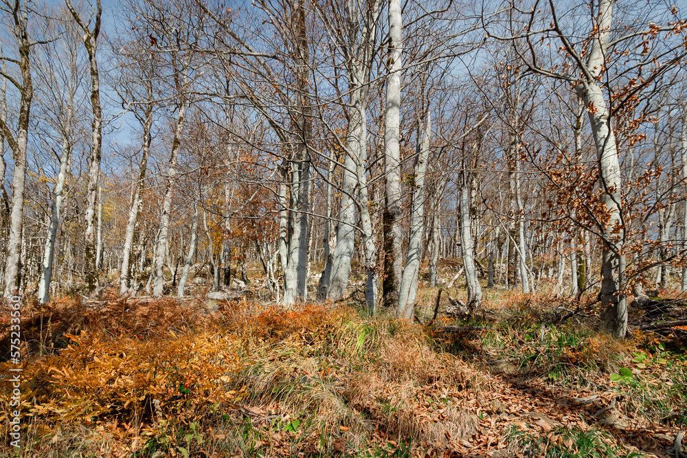 Autumn background. Amazing forest with bright foliage. Autumn landscape with autumn leaves and warm light illuminating the golden foliage. A trail on the background of autumn forest nature. Journey. 