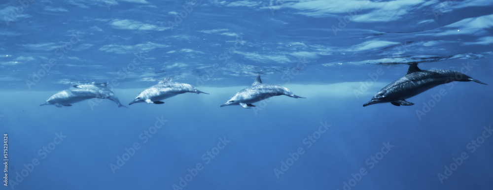 Obraz premium dolphins underwater photo, sea water wildlife