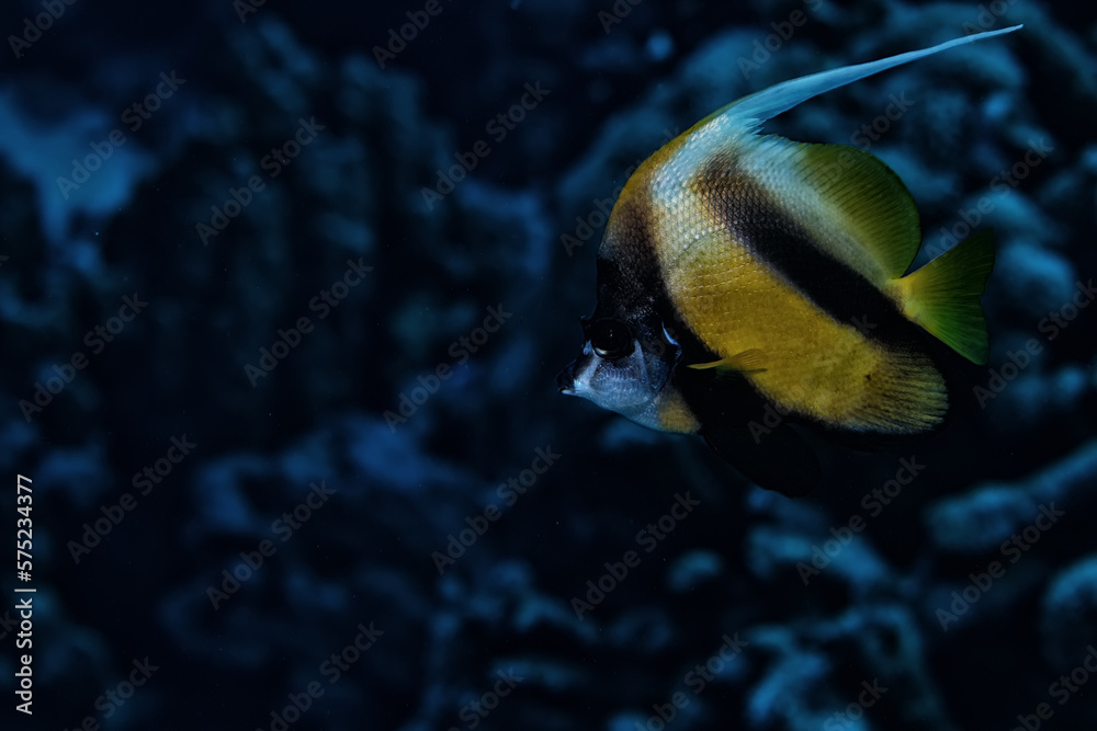 Fototapeta premium tropical fish on a coral reef underwater wildlife
