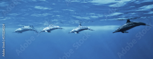 dolphins underwater photo  sea water wildlife