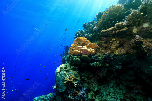 panorama coral reef underwater landscape seascape